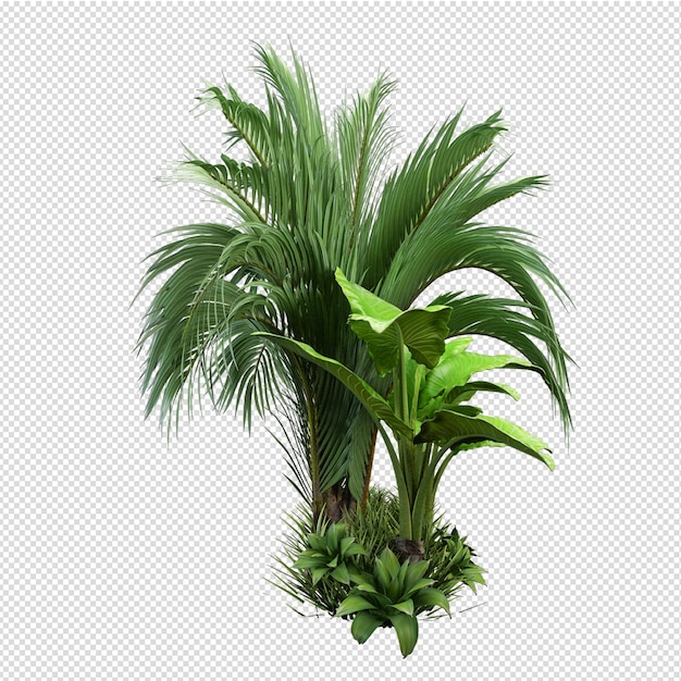 Isolated plant isometric front view transparent