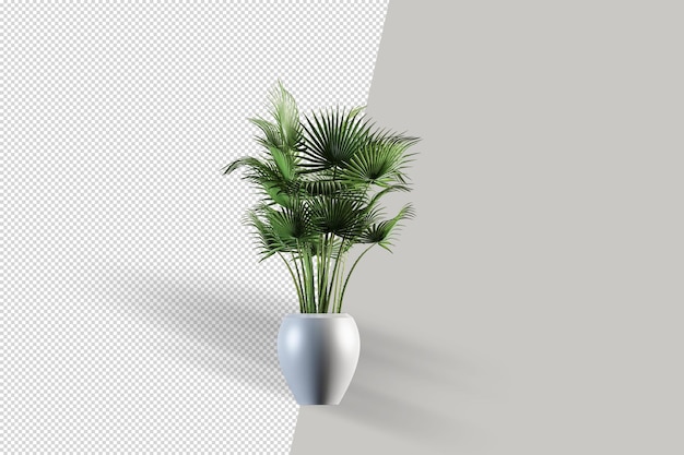 Isolated plant in pot