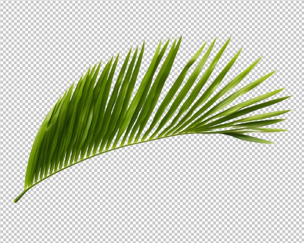 isolated plant and tropical leaves on transparent background