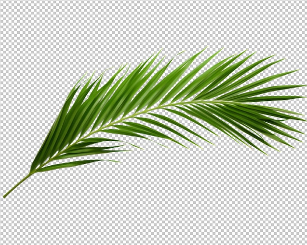 isolated plant and tropical leaves on transparent background