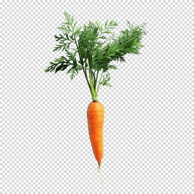 Isolated PNG of Carrot on transparent background for Carrot Day