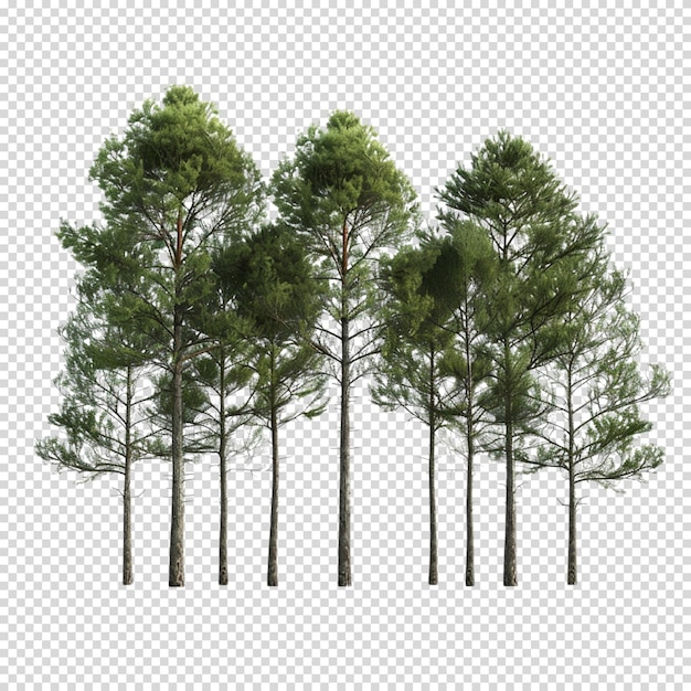 Isolated PNG of Forest on transparent background for International Day of Forests