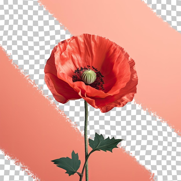 Isolated red poppy on transparent background