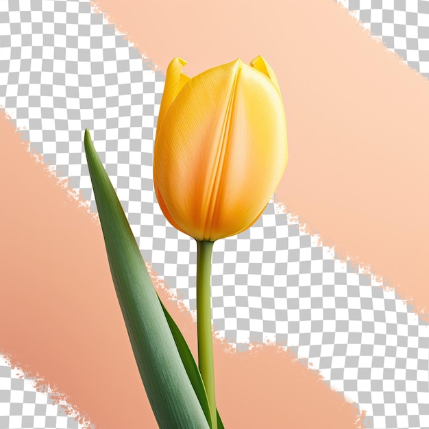 Isolated transparent background features a yellow tulip up close