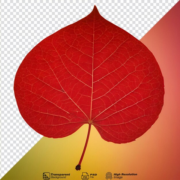 Isolated transparent background with dark red aspen leaf isolated