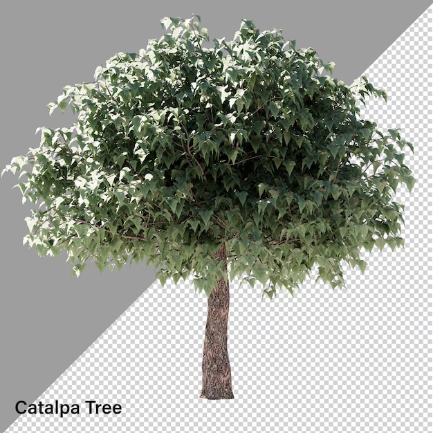 Isolated tree high res psd transparent with alpha channel