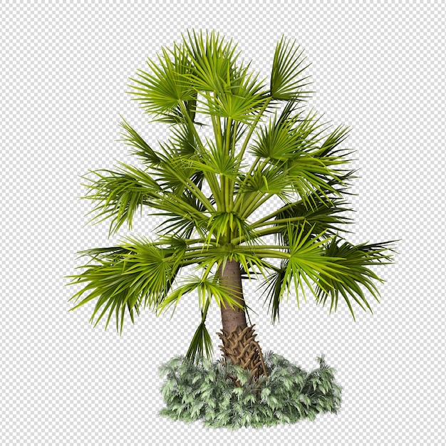 Isolated tropical palm tree in 3d rendering