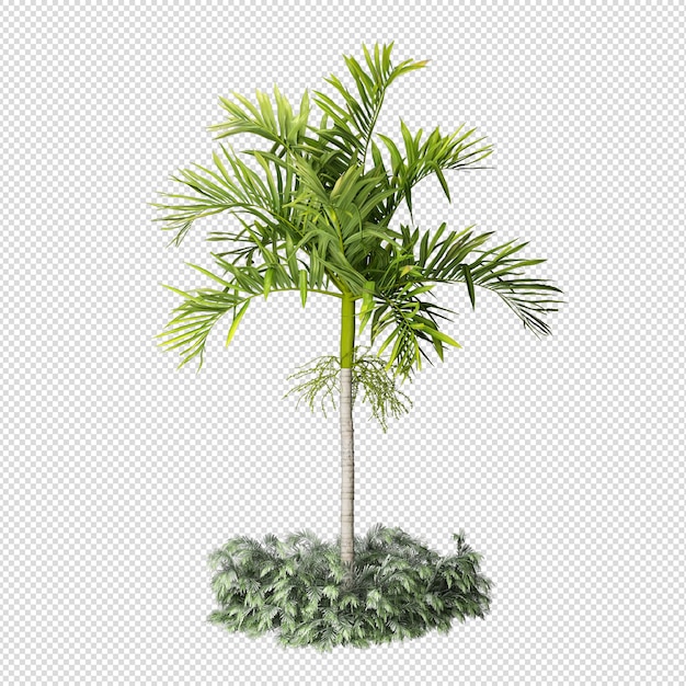 Isolated tropical palm tree in 3d rendering