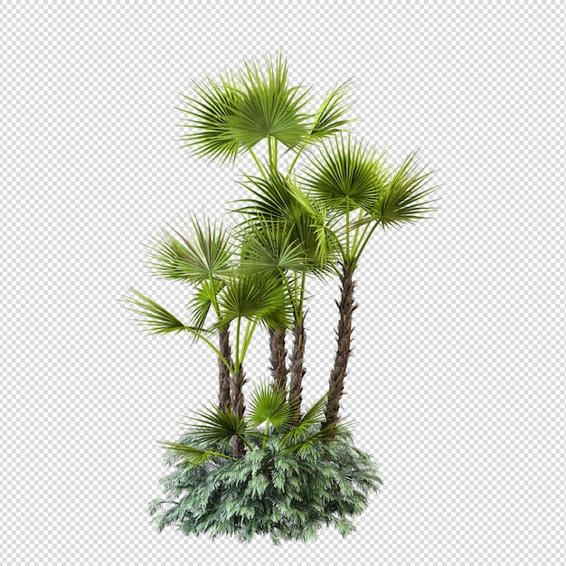 Isolated tropical palm tree in 3d rendering