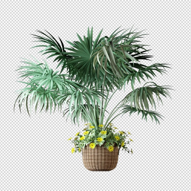 Isolated tropical palm tree in 3d rendering