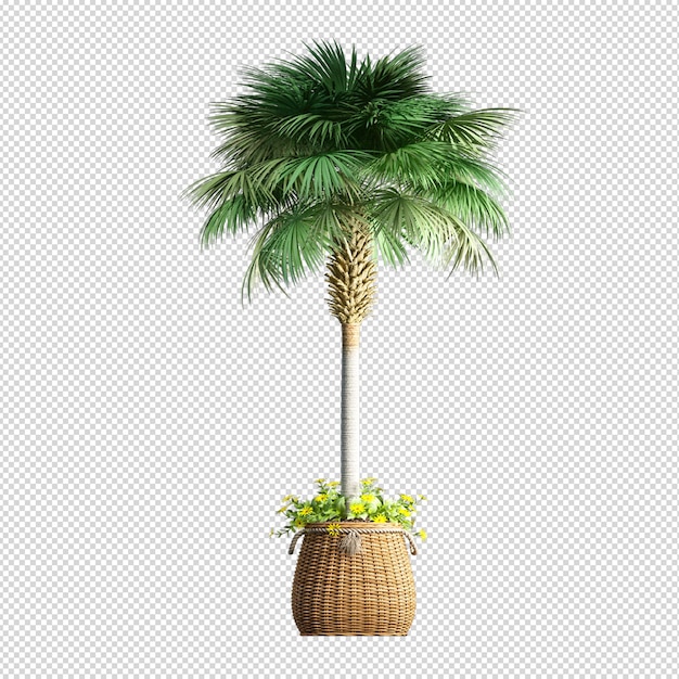 Isolated tropical palm tree in 3d rendering