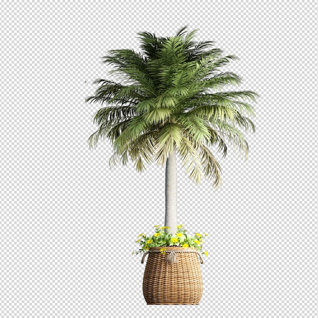 Isolated tropical palm tree in 3d rendering