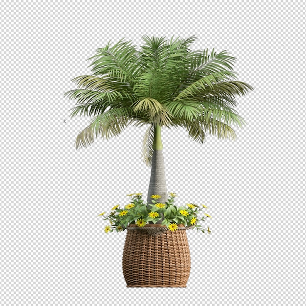 Isolated tropical palm tree in 3d rendering