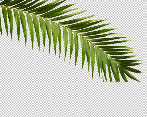 isolated tropical plant and coconut palm on transparent background