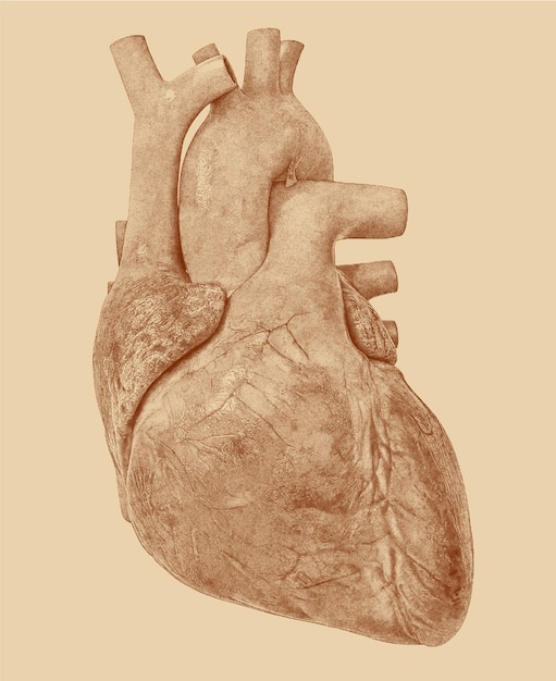 PSD isolated vintage pen and ink stippling heart anatomy illustration