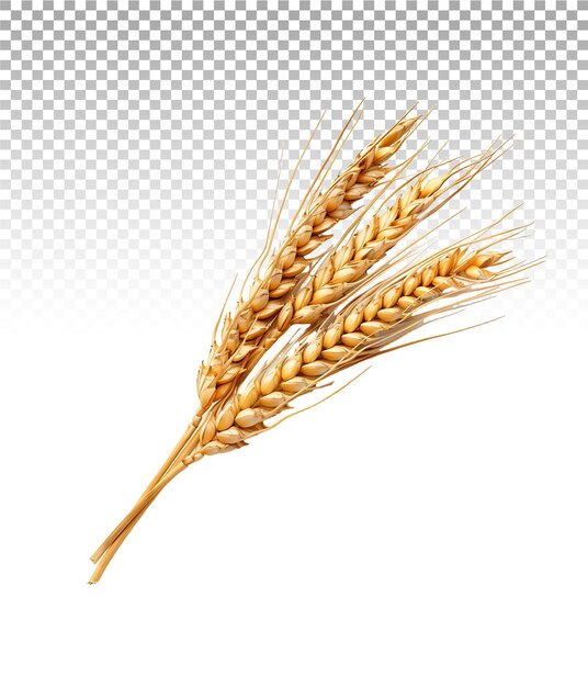 PSD isolated wheat ears on clear background