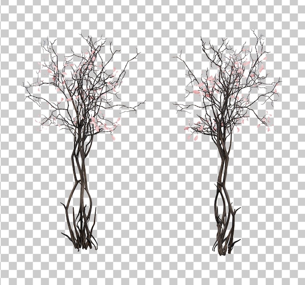 Isometric cherry blossom plant 3d rendering