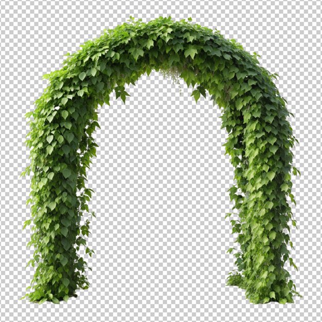 PSD ivy arch on transperent background