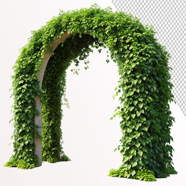 ivy covered arch on transparent background