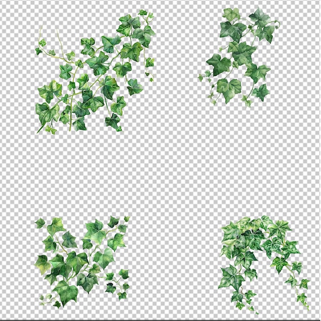 PSD ivy leaves on transparent background