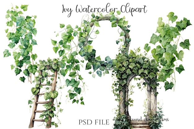 Ivy Watercolor Clipart