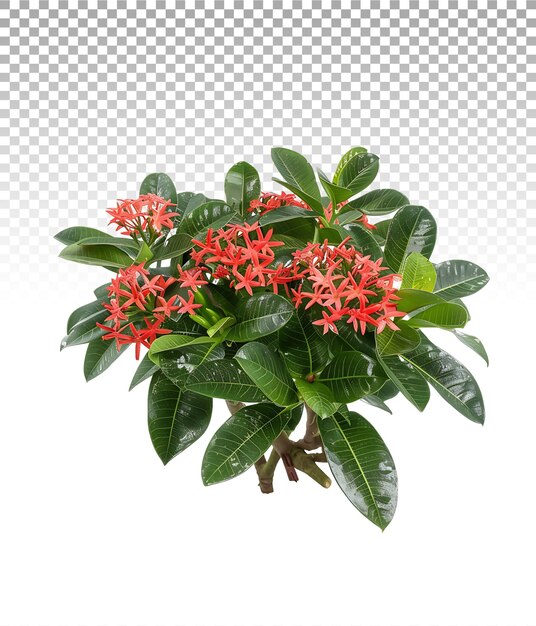 PSD ixora taiwanensis treeline isolated on transparent