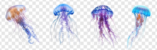 Jellyfish full body isolate on transparency background PSD