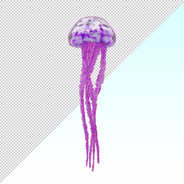 Jellyfish