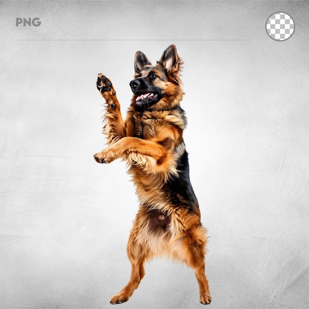 Joyful German Shepherd Stands Alert and Happy Positive Energy isolated on a transparent background