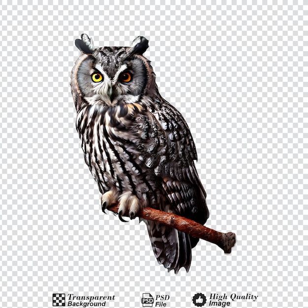 juniper virginia grey owl isolated on transparent backgroundpng