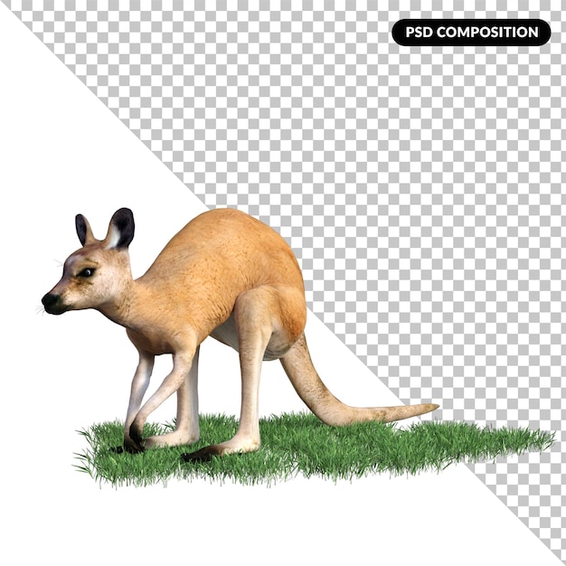 Kangaroo animal isolated 3d