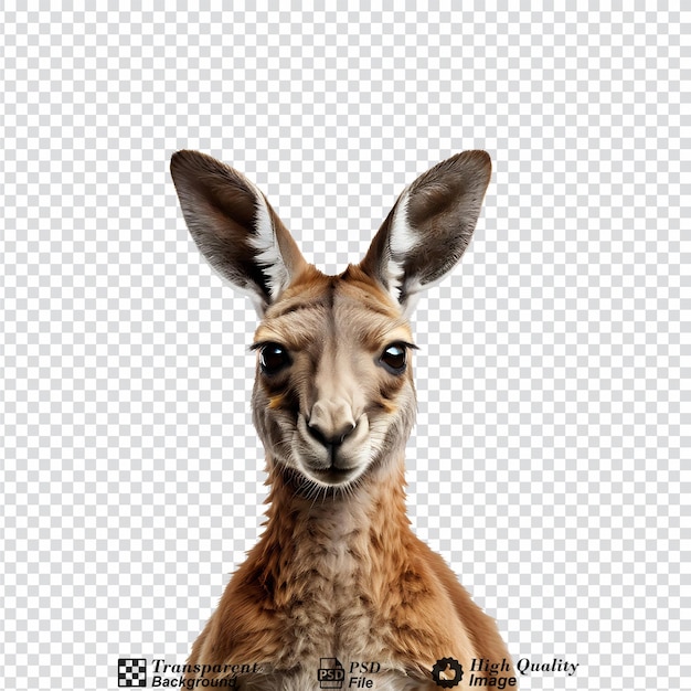 kangaroo isolated on transparent background