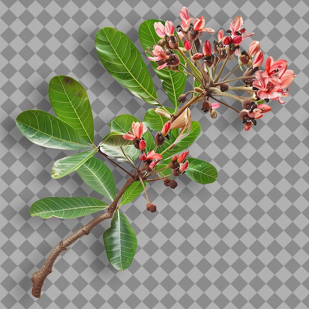 PSD kapok with tall straight branch covered in small red to pink isolated tree branch on clean bg