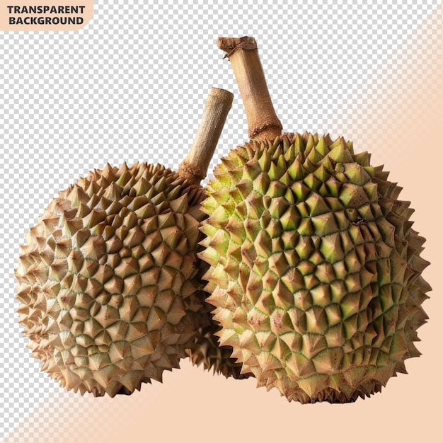 King of fruits durian on transparent background