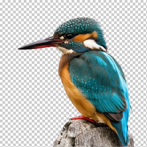 PSD kingfisher with its vivid blue and orange plumage isolated on transparent background