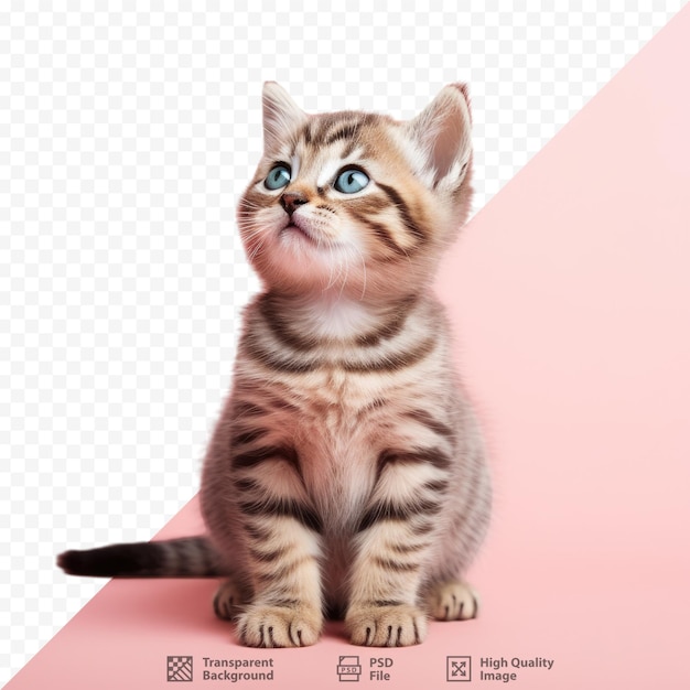 a kitten sits on a pink background with the words " a tabby " on it.