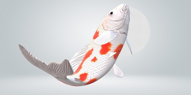 Koi Carp fish isolated on a Transparent Background