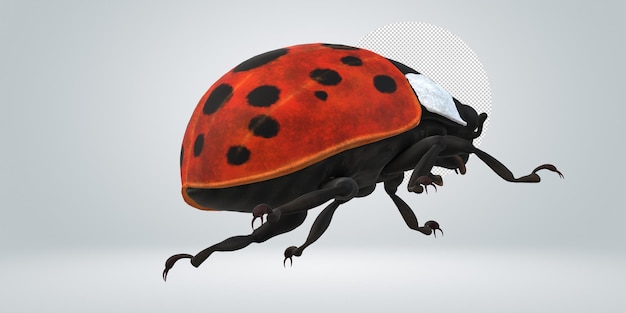 Ladybird isolated on a Transparent Background