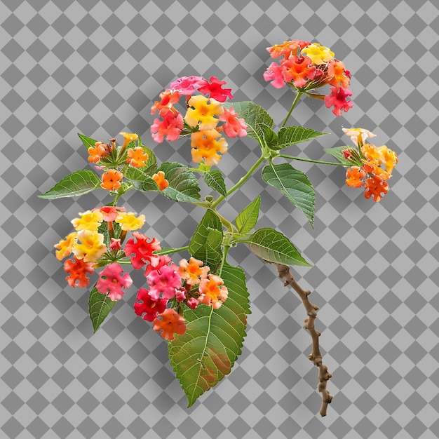 Lantana With Sturdy Spreading Branch Covered in Clusters of Isolated Tree Branch on Clean BG