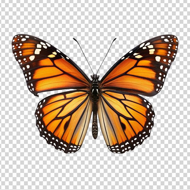 A large butterfly with orange and black wings on transparent background