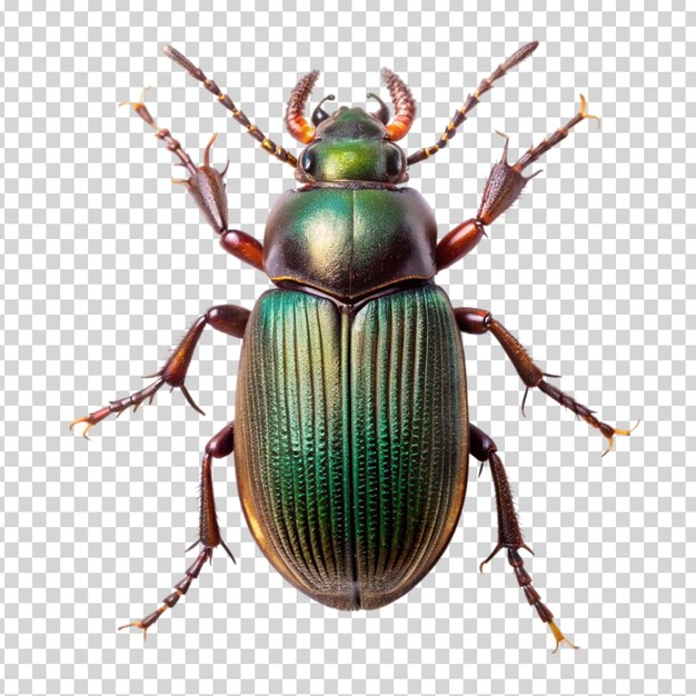 A large green and brown beetle with long antennae and legs on transparent background