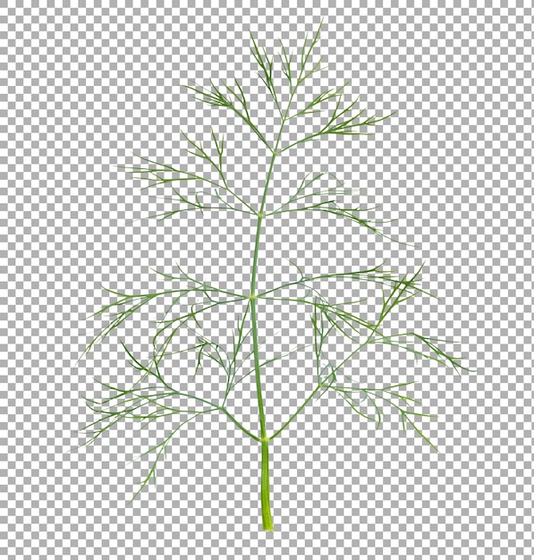 Large sprig of green fresh dill isolated