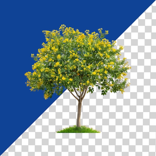 Larrea Cuneifolia Tree Isolated on Transparent Background PNG