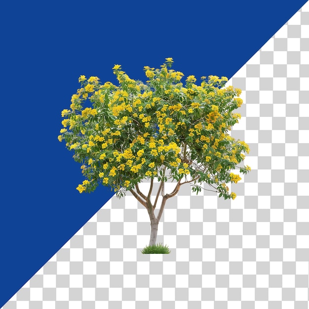 Larrea Cuneifolia Tree Isolated on Transparent PNG