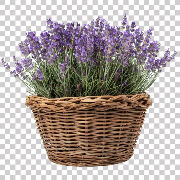 Lavender Basket on Black Background