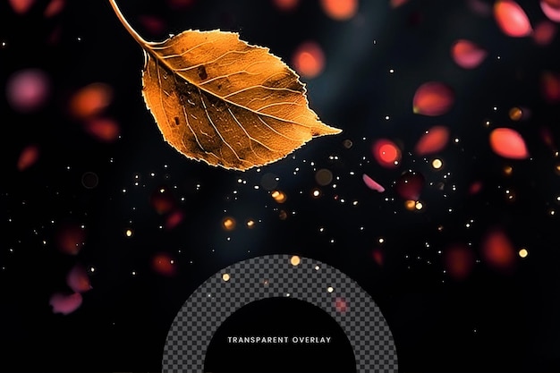 Leaf falling Special Effect Overlay Effect on Transparent background