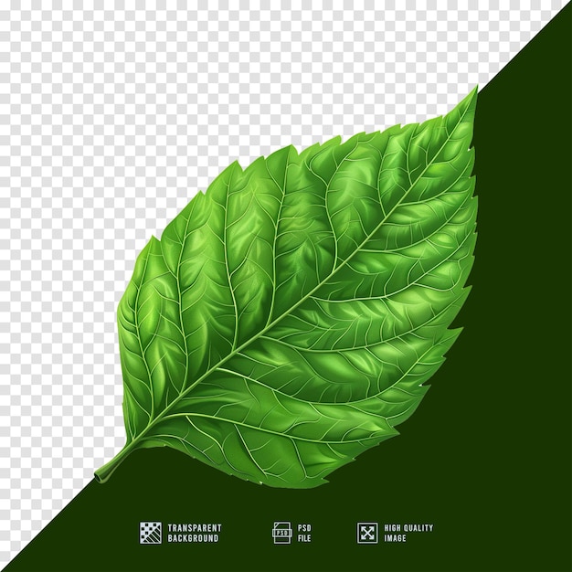 Leaf images without HD quality background