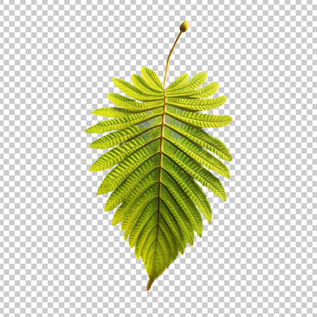 Leaf isolated on Transparent Background