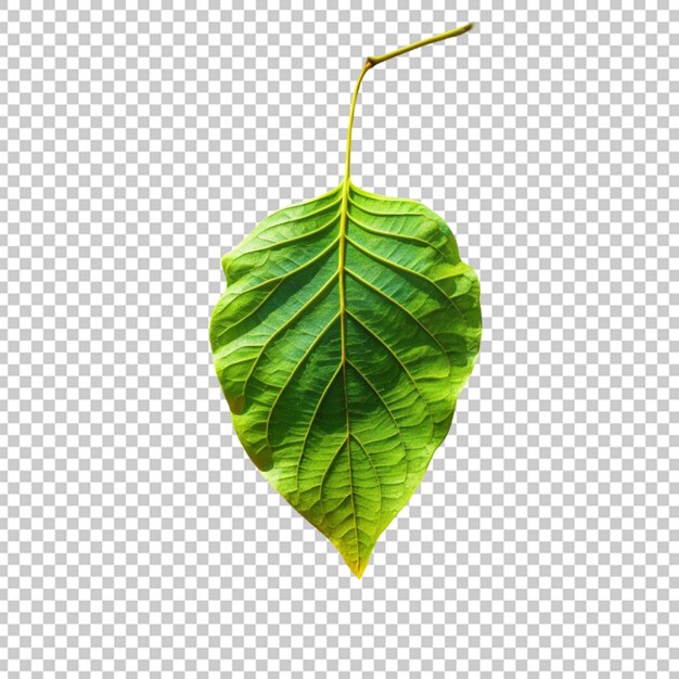 Leaf isolated on Transparent Background