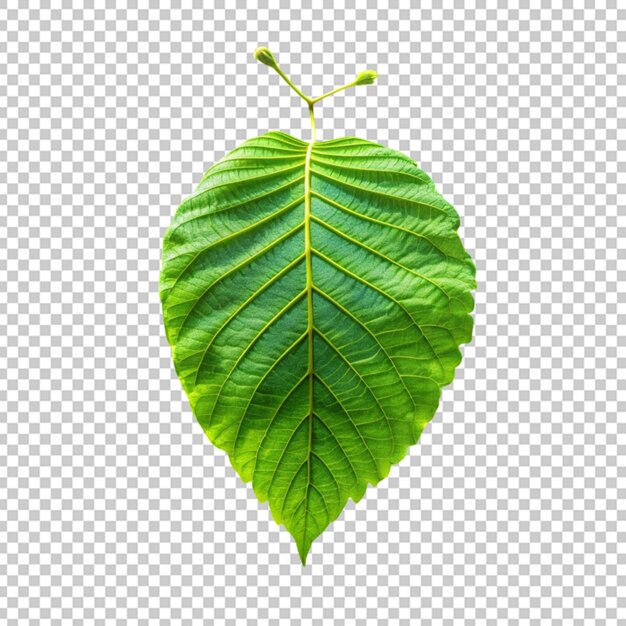 Leaf isolated on Transparent Background